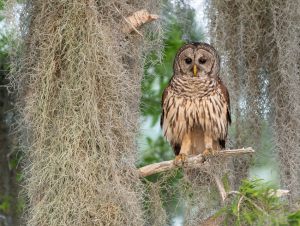 18194_Fotograf_Henning Bossen_Barred Owl at Blue Cypress Lake_